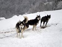 Huskies Erleben